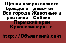 Щенки американского бульдога ( девочки) - Все города Животные и растения » Собаки   . Пермский край,Красновишерск г.